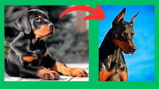 CRECIMIENTO DEL DOBERMAN [upl. by Jobie]