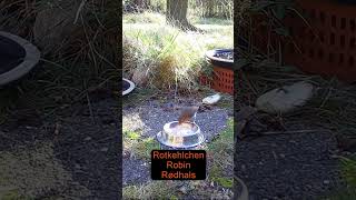 Rotkehlchen  Robin  Rødhals [upl. by Licec369]