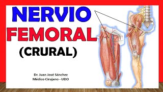 🥇 NERVIO FEMORAL Crural Anatomía Explicación Fácil y Sencilla [upl. by Giarla]