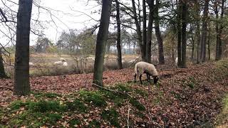 Schaapskudde op Stelkampsveld Barchem [upl. by Neelon580]