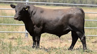 Lot 26 EVK22T202 Fernhill Angus 2024 [upl. by Yenaffit565]