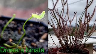 Drosera binata spring 2023 update [upl. by Sharos892]