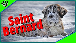 Top 10 Facts About Saint Bernard Dogs 101 [upl. by Blim776]