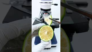 Bergamot under a microscope 🍋🔬amazing facts experiment [upl. by Orravan]