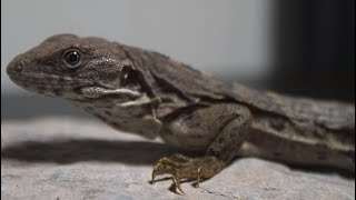 Clubtail Iguana [upl. by Melentha]