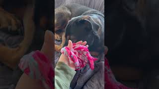 Dog unties a knot…or does he… dog videoshort shorts youtubeshort viralshorts viralvideos [upl. by Pavla]