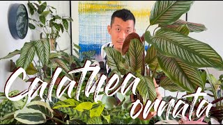 Calathea Ornata Care Tips and How to Propagate  WITH UPDATES [upl. by Moretta196]