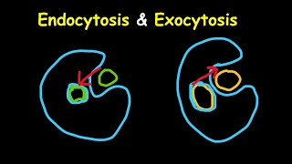 Endocytosis amp Exocytosis simple explanations and demonstrations [upl. by Nitin]