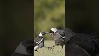 Magpies Having Play Fights magpies nikonz9 [upl. by Barbur]