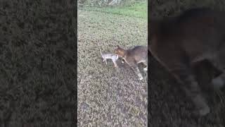 Our Bobcat House cat mix quotJoequot is a SAVAGE cat shorts [upl. by Renmus987]