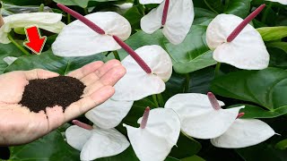 1 Cup Per Week Anthurium Grows Fast And Blooms Hundreds Of Flowers Immediately [upl. by Myke112]