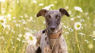 Training Tips for Whippet Owners [upl. by Hewie435]