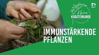 Chronisch erschöpft Immunstärkende Pflanzen  Kleine Kräuterkunde [upl. by Etsirhc]