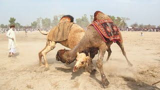 Camel Fight 😱😱 fight camel [upl. by Ialohcin]