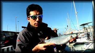 Trabucco TV  Pesca in Mare  Cefali in Porto con Saverio Rosa [upl. by Altman]