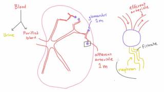 Path of Blood in the Kidney  Efferent Arteriole Peritubular Capillaries and Renal Vein [upl. by Akirderf]