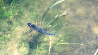 Threespined stickleback and fry Gasterosteus aculeatus [upl. by Ehlke]