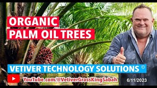 PALM OIL TREE PLANTATIONS BREAKTHROUGH COST SAVING GREEN VETIVER TECHNOLOGY SAVE OUR SOILS SABAH [upl. by Darin]