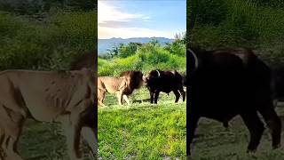 Buffalo Fights Back Intense Lion vs Buffalo Encounter [upl. by Nerhtak]