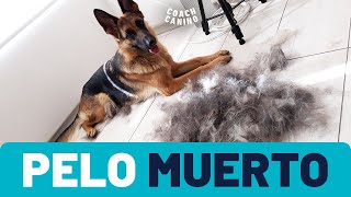 Furminator  Cepillo deslanador para perros 😱 Descubre como eliminar el pelo muerto de tu perro [upl. by Sharron]