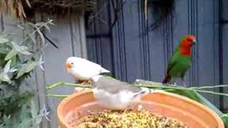 My friends Red Faced Parrot Finches [upl. by Tenn]