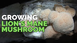 How to Grow Lions Mane Mushrooms Recipe Included [upl. by Enialedam]