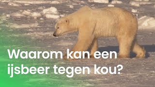 Kan een ijsbeer het koud krijgen [upl. by Autum]