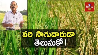 Paddy Cultivation  DrChSurender Raj Suggestions  hmtv Agri [upl. by Annaiuq316]