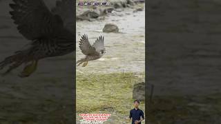 Chim cắt truy đuổi vịt chạy rất nhanh và thoát thân  Falcon chasing duck [upl. by Anehta704]