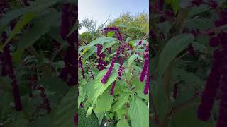 Super interessante e linda está planta chamada de Amaranthus caudatus amaranthus caudatus [upl. by Amihsat]