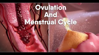 ovulation and menstrual cycle often called periodmedical animationDandelionTeam ovulation period [upl. by Ahsihat]