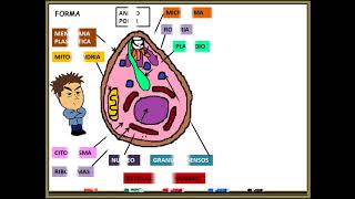 Paludismo Malaria PLASMODIUM FALCIPARUM [upl. by Weidman]