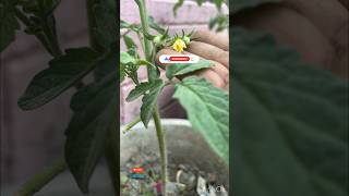 🤓Use this Zero Cost Organic Fertilizer For Tomatoe 🍅 plants Best Organic gardening shorts 🔥💯 [upl. by Salangia]