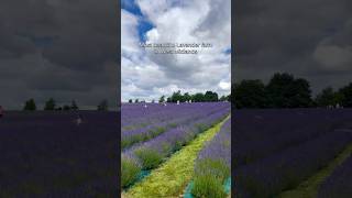 Warwickshire Lavender Farm  Best Lavender farms in West Midlands 🇬🇧 [upl. by Ohnuj]