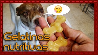 ¡Deliciosas y saludables Recetas de gelatinas nutritivas para consentir a tu perro [upl. by Greabe]