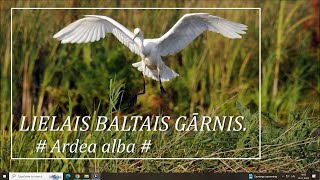 Birds Savvaļas putni Putni  LIELAIS BALTAIS GĀRNIS  Ardea alba [upl. by Noellyn]