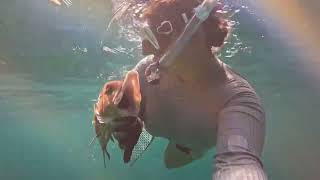 No Edits Biscayne National Park Spearfishing 2024 [upl. by Beesley]