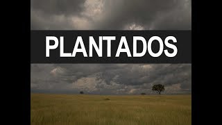 Plantados Ernesto Diaz Rodriquez [upl. by Meerek716]