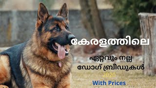 Top 10 Best Indian Dog Breeds 2021  Kerala  MALAYALAM [upl. by Naivaj]