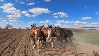 Draft Horses Getting Corn Ground Ready To Plant [upl. by Elodia241]