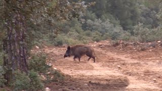 Montería de jabalíes en los viñedos ¡VÍDEO COMPLETO [upl. by Ayik]