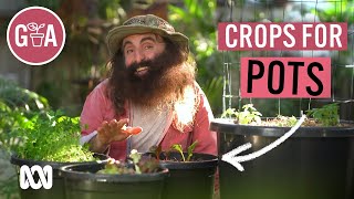 Vegie Crops That Thrive in Pots  Growing Fruit and Veggies  Gardening Australia [upl. by Launame]