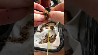 Coreopsis Seeds flowers coreopsis howto [upl. by Merrily]