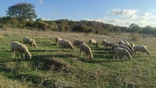 Gebe kalan koyunları sürüye kattım [upl. by Analram]