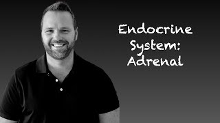 Endocrine System Adrenal Gland Physiology Anatomy and Physiology [upl. by Fujio]