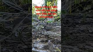 ডাহুক পাখি ধরার ফাদ তৈরীর পদ্ধতি।How to make Gallinule bird trapdahuk pakhir fadজাংগীফাদshort [upl. by Coward]