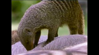 A Free Lunch for Banded Mongooses  Bands on the Run  BBC Earth [upl. by Thurlough]