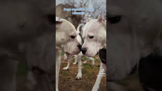 Dogo argentino puppies Lithuania dogoargentinopuppies [upl. by Ralaigh]