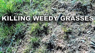 Mesotrione Spot Spray ― Killing the Weedy GrassesBroadleaves [upl. by Aicilic]