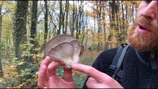 Débuter la cueillette de champignons sans risques [upl. by Oap]